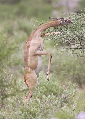 Gerenuk goes for the top leaves