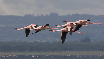 Lesser Flamingos in flight