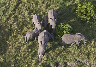 Elephants gathering in around young as seen from the balloon