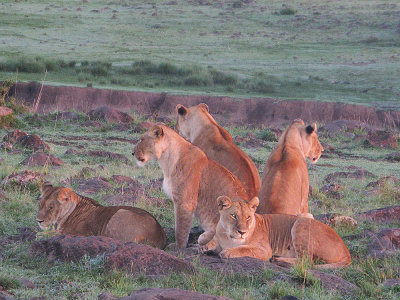 Five Lioness sisters on dawn watch for breakfast