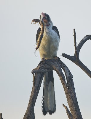 Von der Decken's Hornbill with centipede