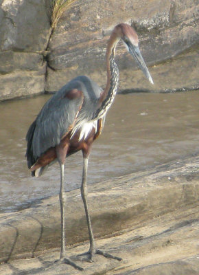 Goliath Heron watching for fish