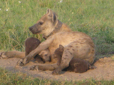 Spotted Hyena with cubs