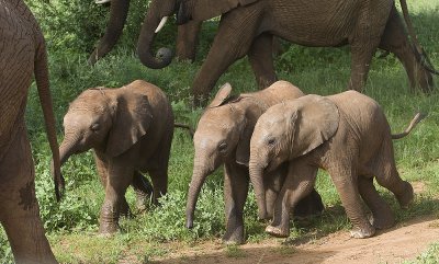 Young elephants try to keep up