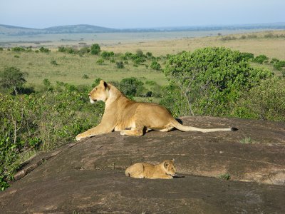 Lioness watches and protects