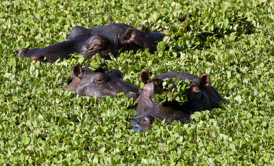 1.Hippos lazing among the foliage in the pool