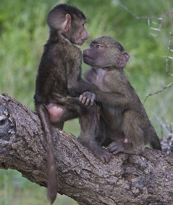 Baby Baboons play