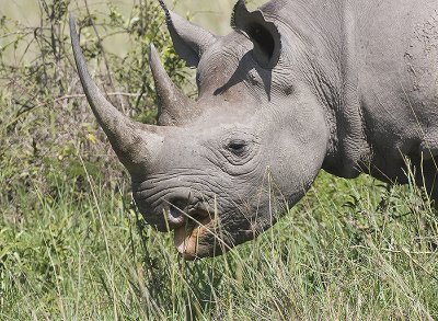 Closeup of Black Rhino baby