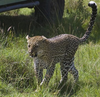 Leopard on the prowl near our landrover