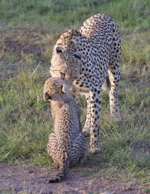 Cheetah cub gets her dailylicking