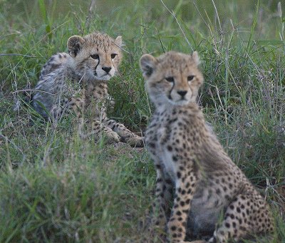 Cheetah cubs on alert