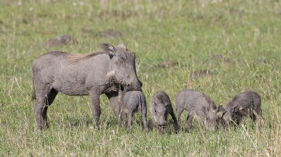 Common Warthog mom and cubs