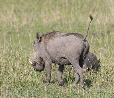 Common Warthog male and cub