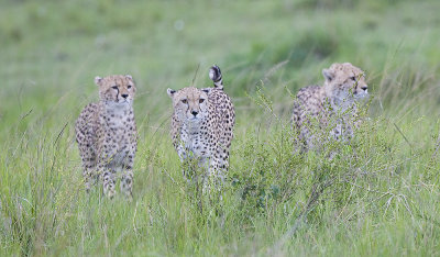 Three Cheetah brothers on the hunt