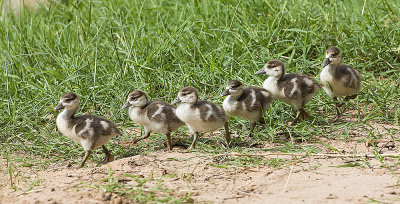 Egyptian Geese chicks line up to leave