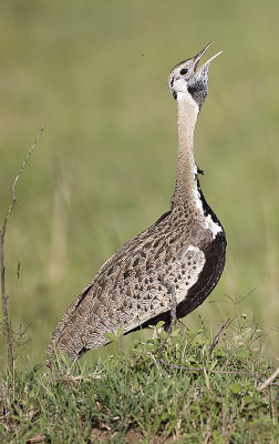 Black-bellied Bustard doing first half of call
