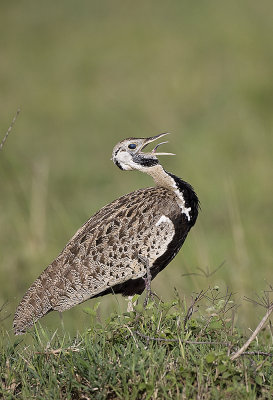 Black-bellied Bustard doing second half of call