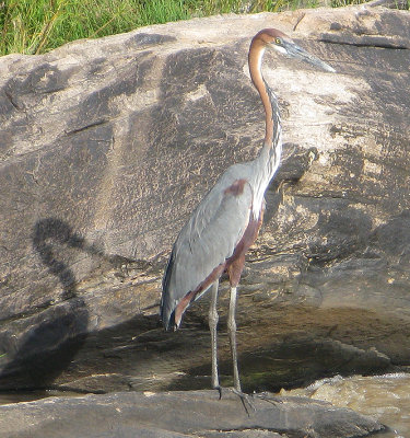 Goliath Heron waits for fish