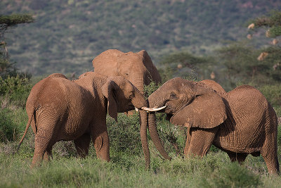 Young elephants fighting