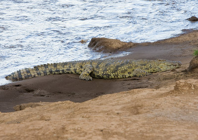 Crocodile sleeping?