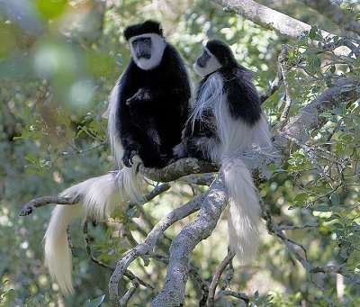 Guereza Colobus Monkey,mom and child