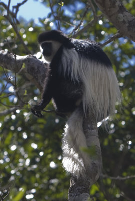 Guereza Colobus Monkey