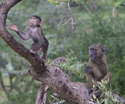 Baboon  babies playing