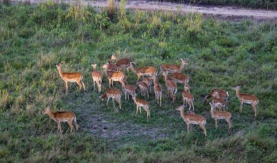 Impala females viewed from the balloon