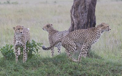 Three Cheetah brothers look for prey