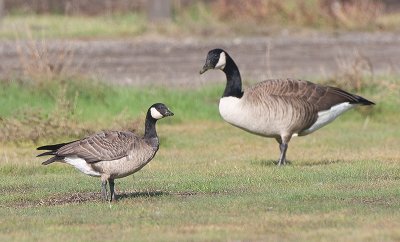 Cackling Goose compared to Canada Goose