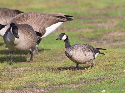 Cackling compared to Canada Goose
