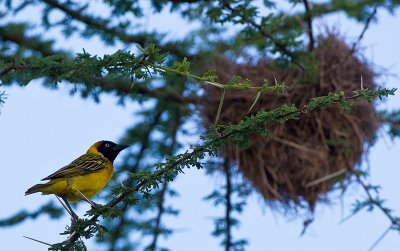 Speke's Weaver near nest