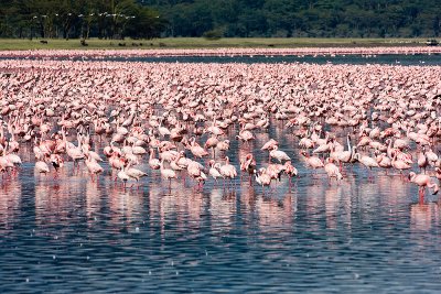 Lesser Flamingos on Lake Nakuro