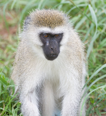 Vervet Monkey