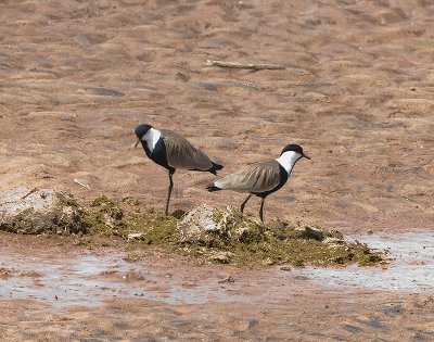 Spur-winged Plover