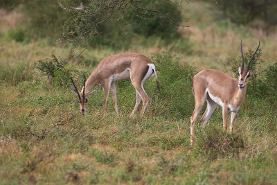 Impala