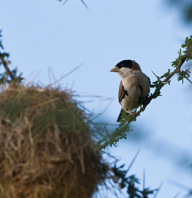 Black-crowned Waxbill