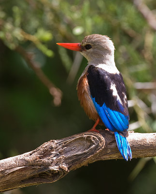 Grey-headed Kingfisher