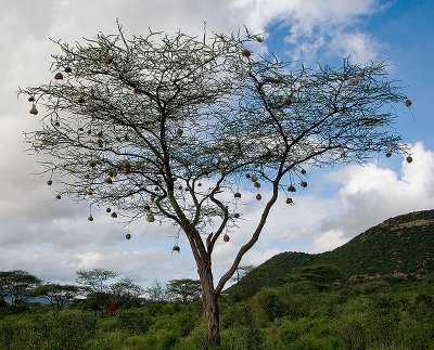 Weaver nests on tree