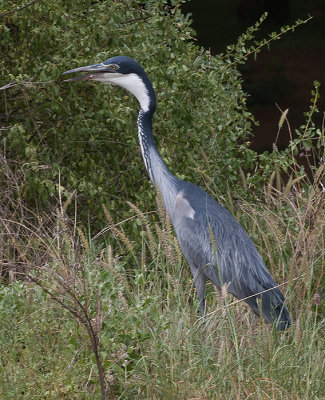 Black-headed  Heron