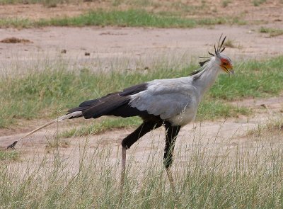 Secretary Bird