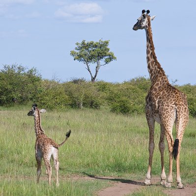 Mom and baby Giraffe