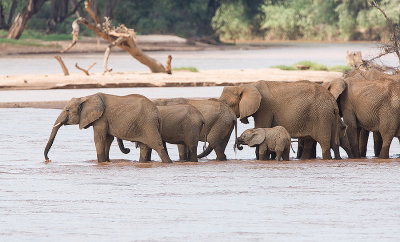 Elephants crossing river and drinking including babies