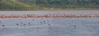 Flamingo Panorama