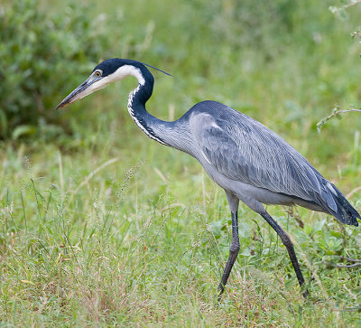 1.Black-headed Heron walk