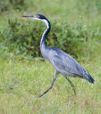 2.Black-headed Heron walk