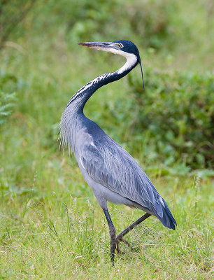 3.Black-headed Heron walk