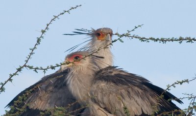 Secretary Birds on nest