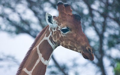 Giraffes