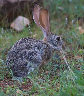 African Hare